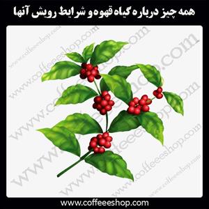 همه چیز درباره گیاه قهوه و شرایط رویش آنها