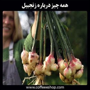 همه چیز درباره زنجبیل